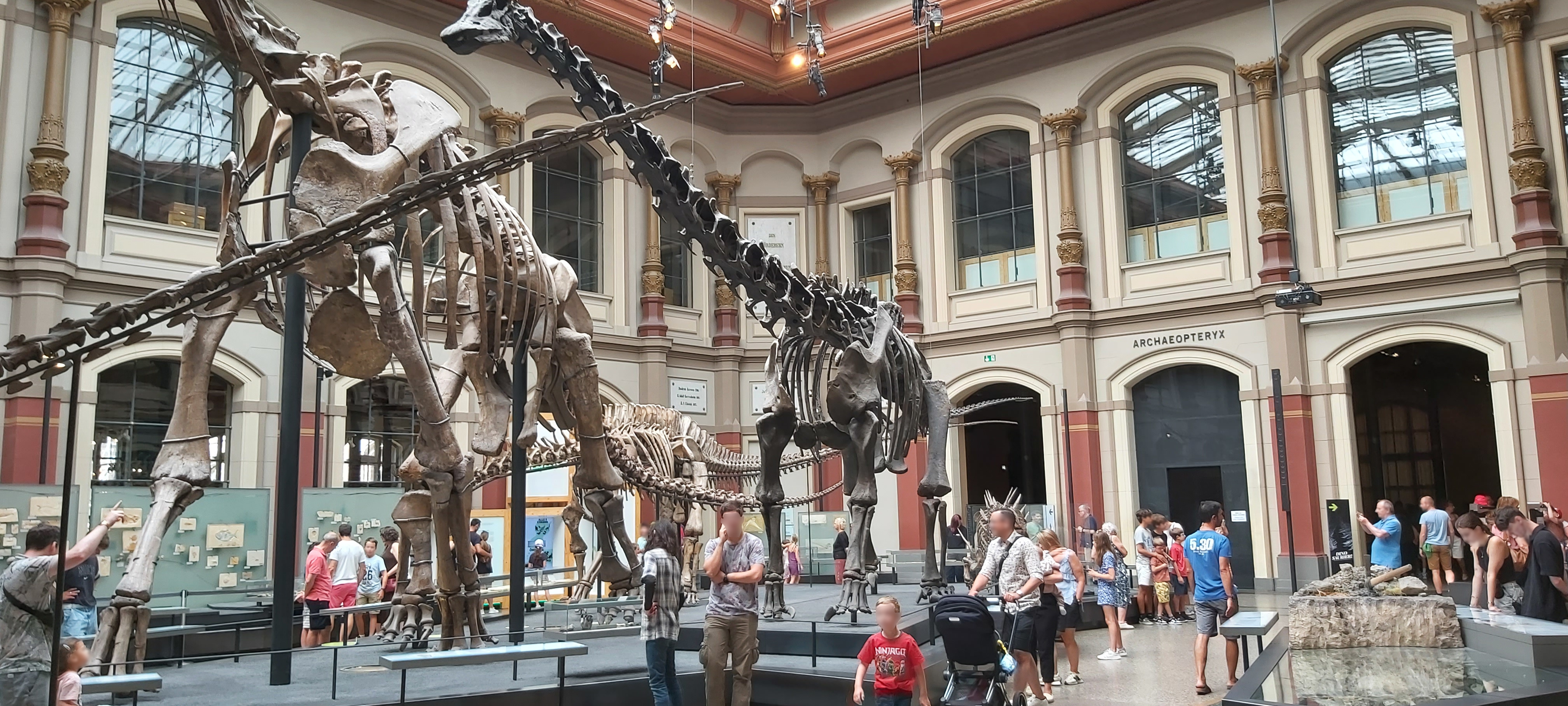 Diplodocus skelet in het Museum für Naturkunde in Berlijn
